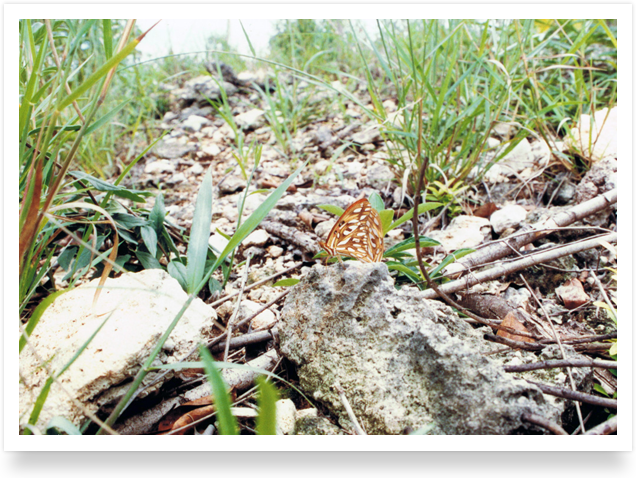 Butterfly on Long Mountain