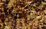 Sargussum Seaweed
